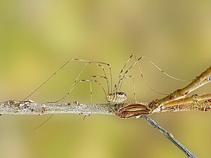 Opiliones