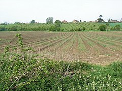 Grinxilldagi bog'lar - geograph.org.uk - 408510.jpg