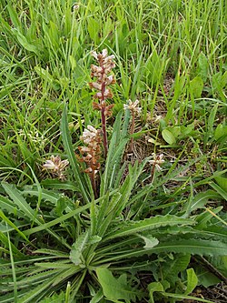 Orobanche picridis