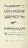 laqueux est presque complètement épuisé, de sorte que la laque recueillie n’est pas bonne. Les branches des arbres à laque donnent également de la laque, et voici le procédé que l’on emploie pour la récolter : on coupe sur un arbre abattu des branches de 2 syaku[3] 5 à 6 sun de longueur ; on les réunit en un faisceau de 5 à 6 sun de diamètre, et on le met dans l’eau ; après l’y avoir laissé séjourner pendant 10 ou 20 jours, on le retire. Si les branches sont grosses, on fait des incisions avec le kaki-gama, comme le montre la figure 12, auquel est adapté, en travers, un morceau de bambou ; on fait des incisions tous les deux ou trois sun, en tournant la branche de telle sorte que la laque sort de toute la circonférence. Fig. 12. Kaki-gama avec le morceau de bambou mis en travers. Le petit morceau de bambou placé en travers du kaki-gama aide à faire les incisions quand on veut les faire circulaires. Pour extraire la laque des petites branches, on se sert d’un instrument à lame mince, tranchant des