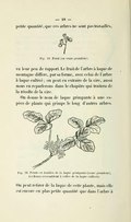 petite quantité, que ces arbres ne sont pas travaillés, vu leur peu de rapport. Fig. 19. Fruit (en vraie grandeur). Le fruit de l’arbre à laque de montagne diffère, par sa forme, avec celui de l’arbre à laque cultivé ; on peut en extraire de la cire, aussi nous en reparlerons dans le chapitre qui traitera de la récolte de la cire. On donne le nom de laque grimpante à une espèce de plante qui grimpe le long d’autres arbres. Fig. 20. Fruits et feuilles de la laque grimpante (vraie grandeur), les fleurs ressemblent à celles de la laque cultivée. On peut retirer de la laque de cette plante, mais elle est encore en plus petite quantité que dans l’arbre à