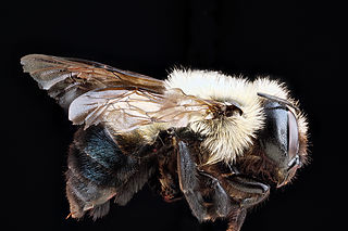 <i>Osmia bucephala</i> Species of bee