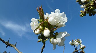 Cherry blossoms / Upper Swabia