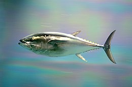 Pacific bluefin tuna.jpg