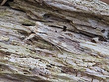 Pucat Pinion moth.jpg