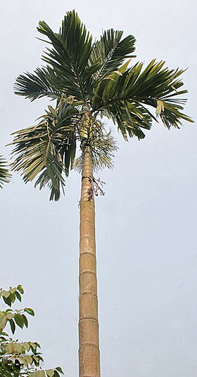 Palm I IMG 2081.jpg