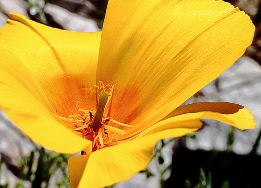 Papaveraceae Eschscholzia glytosperma, Phoenix, AZ