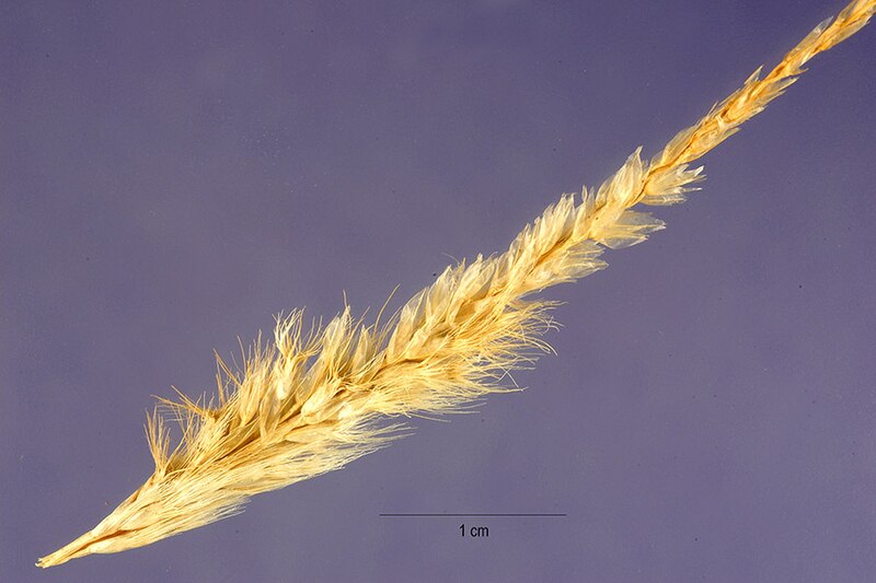 File:Pappophorum vaginatum seeds 1.jpg