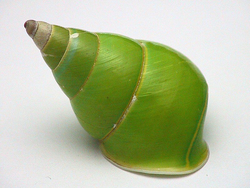 File:Papustyla pulcherrima shell.jpg