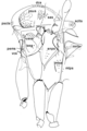 Parasite170028-fig11 Illustrated guide of Phlebotominae (Diptera, Psychodidae).png