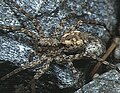 female with egg sac