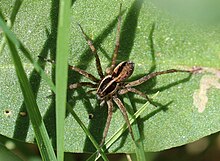 Pardosa agrestis 01.JPG