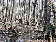 Riparian forest on the Grosse Rohrlake Parforceheide Auwald.jpg