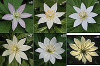 花のバリエーション 外花被片（萼片）が6-11個となった各個体