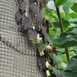 <i>Passiflora telesiphe</i> Species of vine