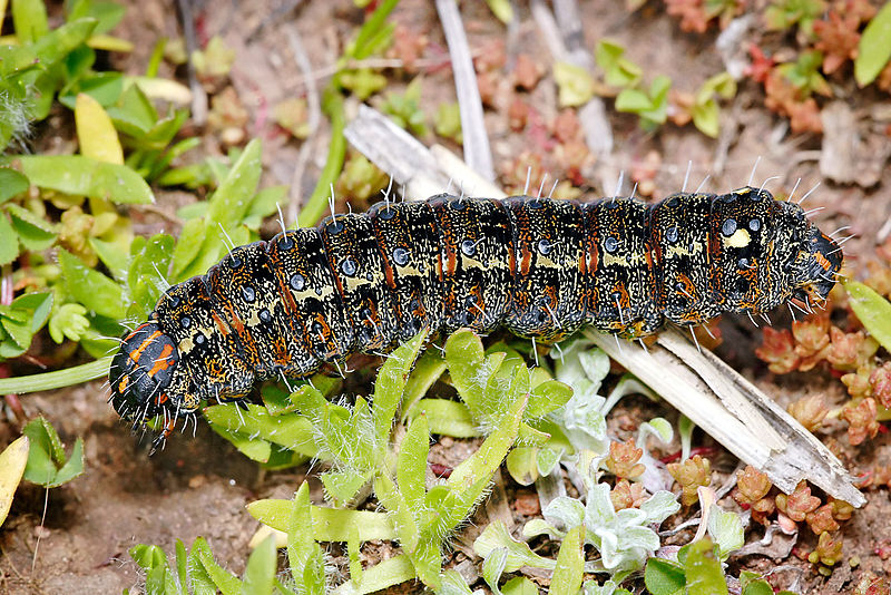 File:Pasture day moth caterpillar03.jpg