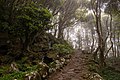 Image 192Path to Poço da Alagoinha, Flores, Azores, Portugal