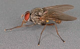 <i>Pegomya winthemi</i> Species of fly