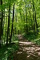 * Nomination Hiking trail at Peilstein mountain, Lower Austria --Uoaei1 09:37, 15 May 2016 (UTC) * Promotion A bit dark in places, but overall good light control in difficult conditions. QI for me. --Peulle 23:20, 15 May 2016 (UTC)