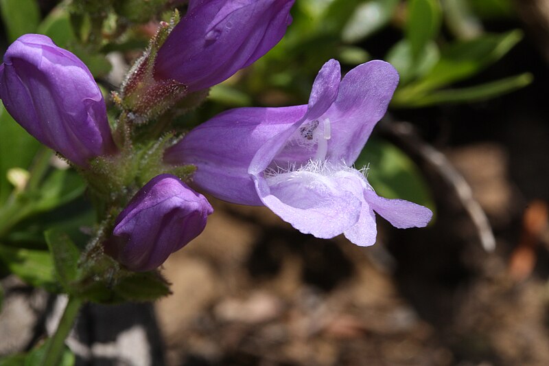 File:Penstemon davidsonii 7696.JPG