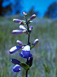 Penstemon grandiflorus NPS-1.jpg