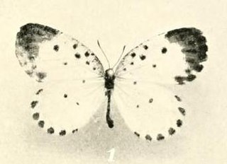 <i>Pentila maculata</i> Species of butterfly