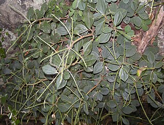 <i>Peperomia blanda</i> Species of flowering plant