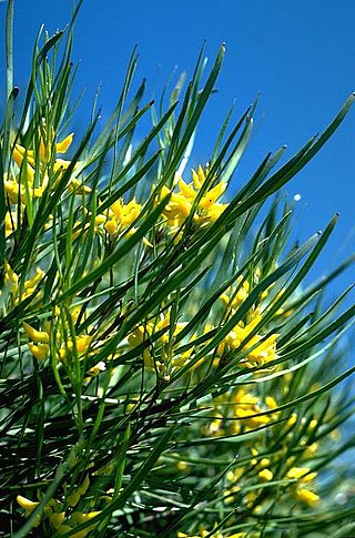 <i>Persoonia stricta</i> Species of flowering plant