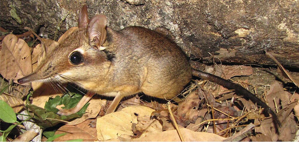 The average adult weight of a Four-toed elephant shrew is 201 grams (0.44 lbs)