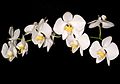 Phalaenopsis amabilis var. aurea