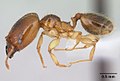 Солдат Pheidole subarmata в профиль