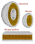 Miniatura para Estructuras lipídicas