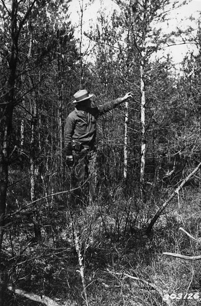 File:Photograph of Bark Beetle and Ips Damage - NARA - 2127634.jpg