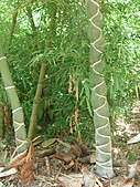 Phyllostachys edulis kikko au Jardin Jungle.JPG