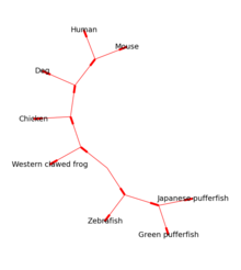 Figure 2: The same tree as above, drawn unrooted using Graphviz via Bio.Phylo Phylo.draw graphviz.png