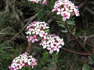 <i>Pimelea alpina</i> Species of shrub