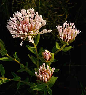 Pimelea calcicola.jpg görüntüsünün açıklaması.