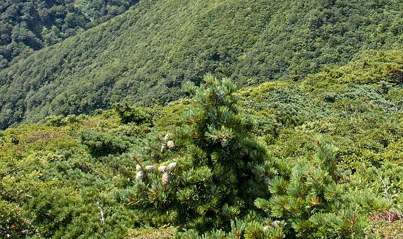 File:Pinus × hakkodensis, Minamibyobudake, Miyagi Prefecture, Japan.jpg
