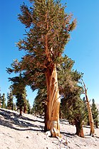 Foxtail pine