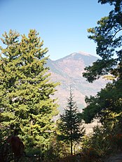 With Pinus wallichiana, Kullu valley, Himachal Pradesh, NW India