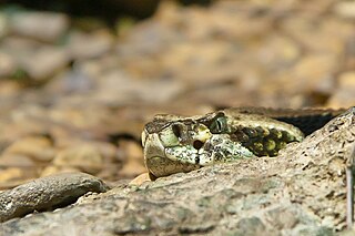 Pit viper Subfamily of snakes