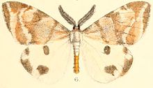 Pl.03-06-Mahoba plagidotata Walker, 1862.JPG