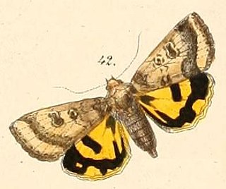 <i>Heliothis acesias</i> Species of moth