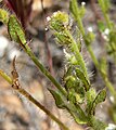 Plagiobothrys arizonicus 2.jpg