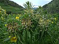 Pedicularis wilhelmsiana