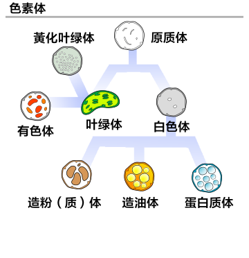 File:Plastids types zhs.svg