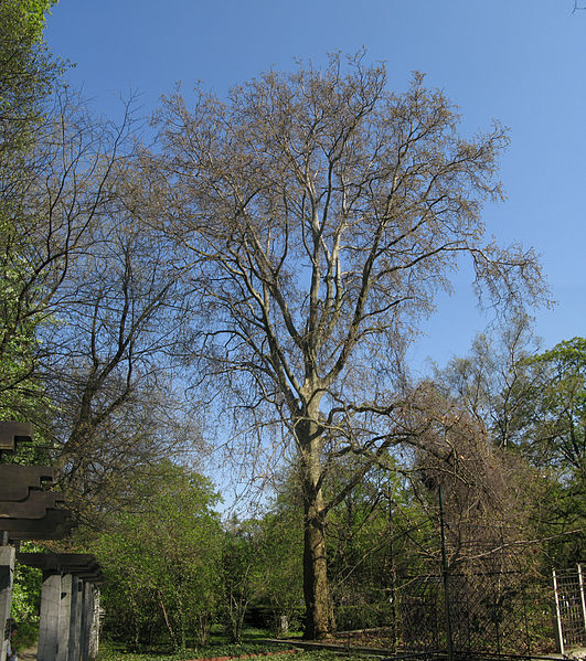 File:Platanus × hispanica.jpg