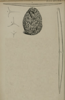 Plate4 Leuconia glomerosa procedureofgen73zool 0032.png