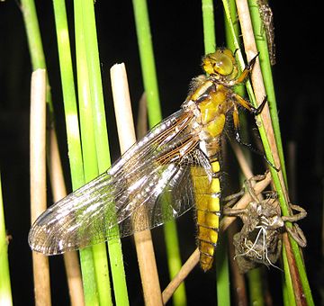 File:Plattbauchlibelle mit Larvenhülle.jpg