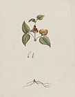 Handsome flat-pea (Platylobium formosum), 1789?